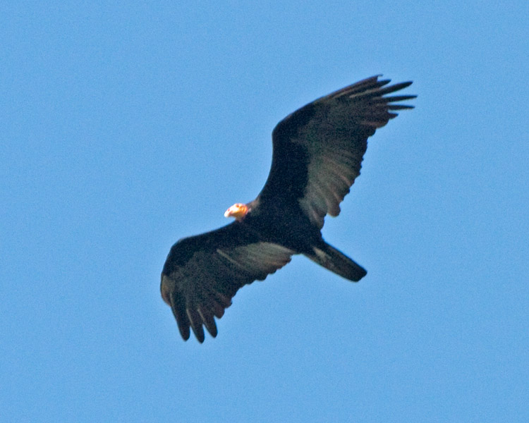 [Greater Yellow-headed Vulture]