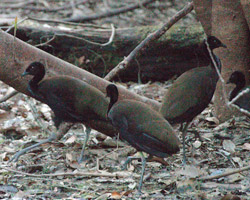 Dark-winged Trumpeters