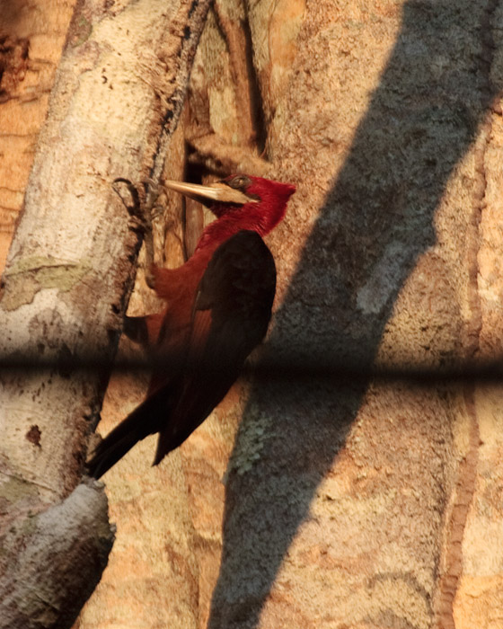 [Red-necked Woodpecker]