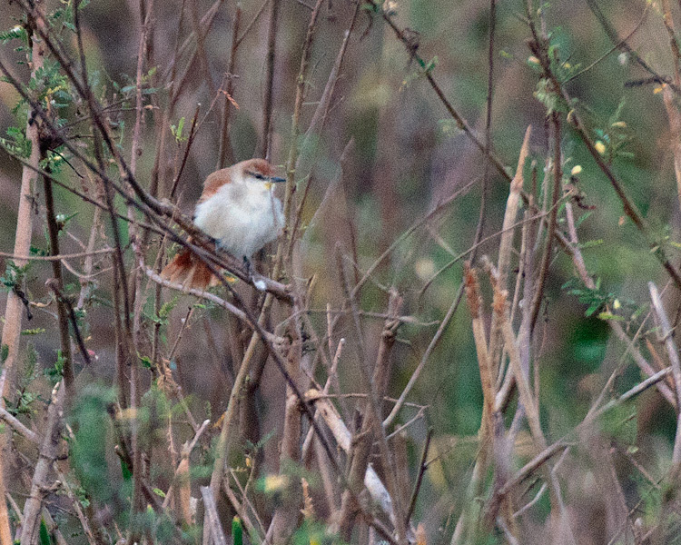 [Yellow-chinned Spinetail]
