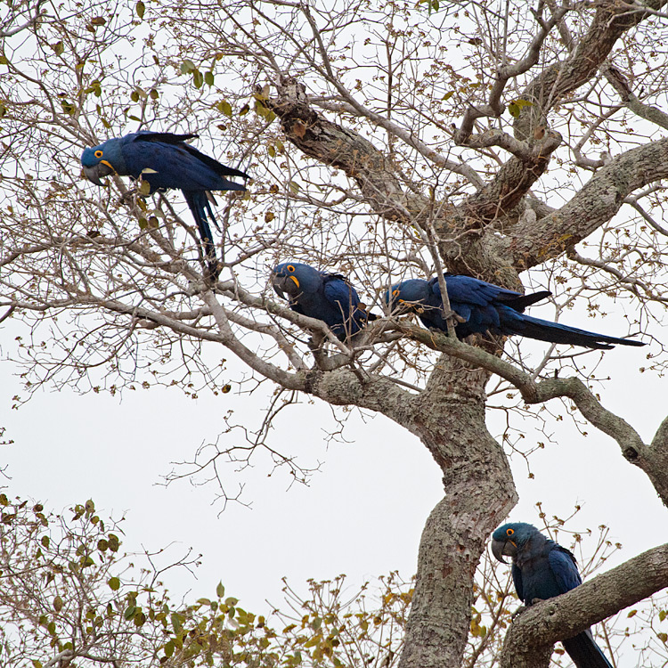 [Hyacinth Macaws]