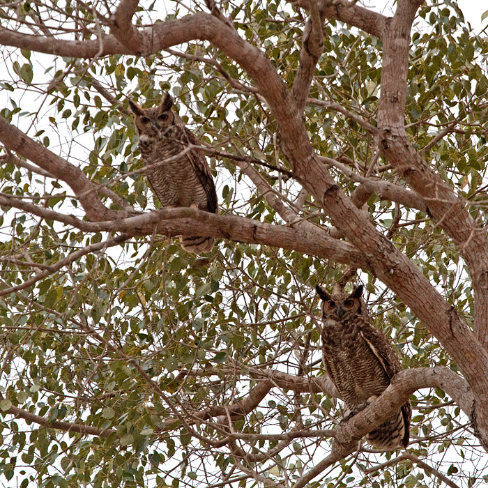 [Great Horned Owls]