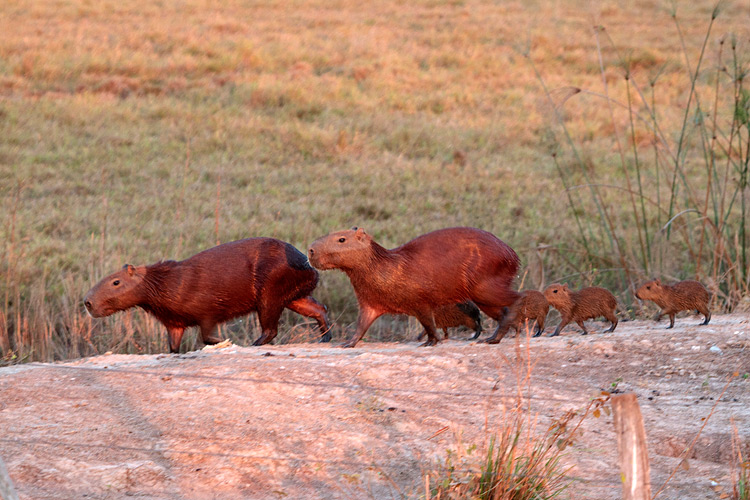 [Capybara]