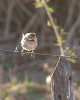 Chotoy Spinetail