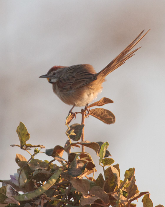 [Chotoy Spinetail]