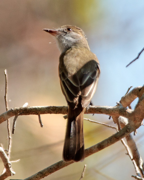 [Brown-creasted Flycatcher]