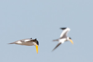 Large-billed Terns