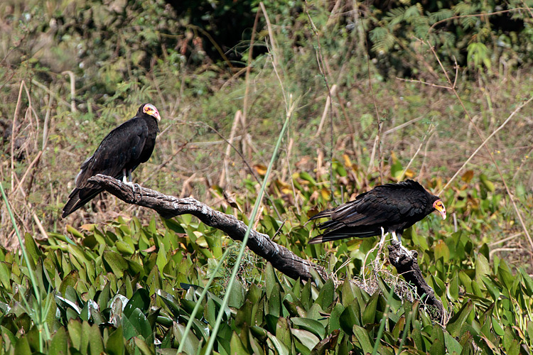 [Lesser Yellow-headed Vultures]