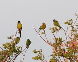 Black-hooded & Peach-fronted Parakeets