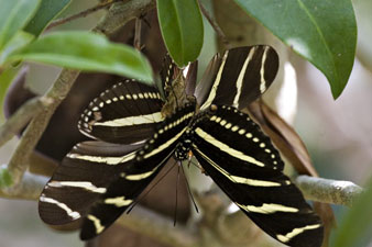 Zebra Heliconians