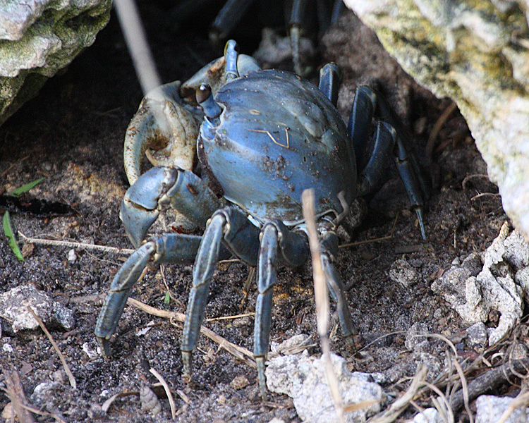 [Blue Crab]