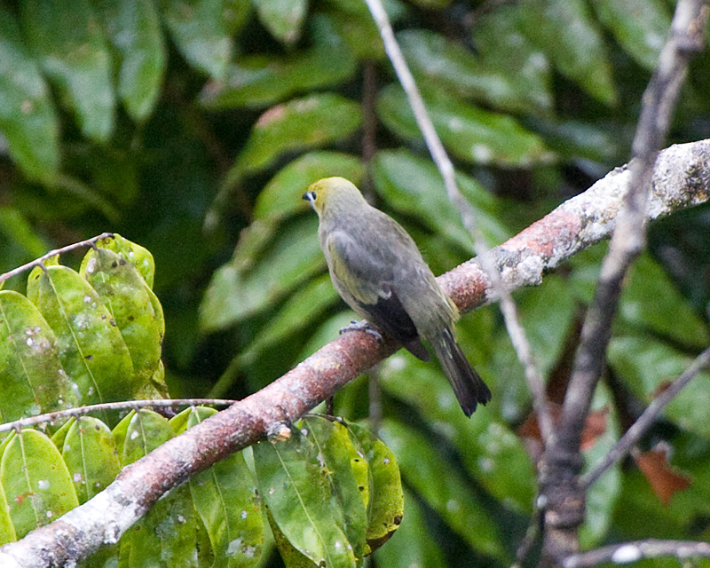 [Palm Tanager]