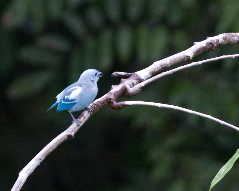 [Blue-gray Tanager]