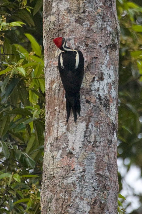 [Lineated Woodpecker]