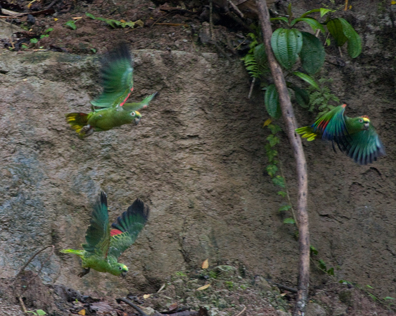 [Yellow-crowned Amazons]