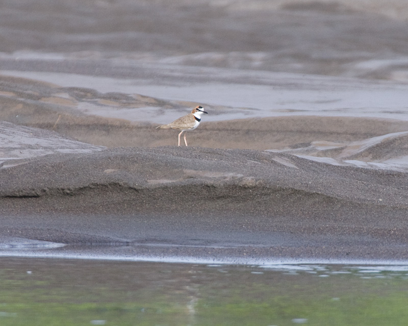 [Collared Plover]