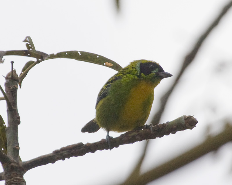 [Green-and-Gold Tanager]
