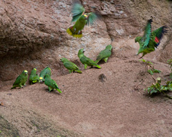 Yellow-crowned Amazons