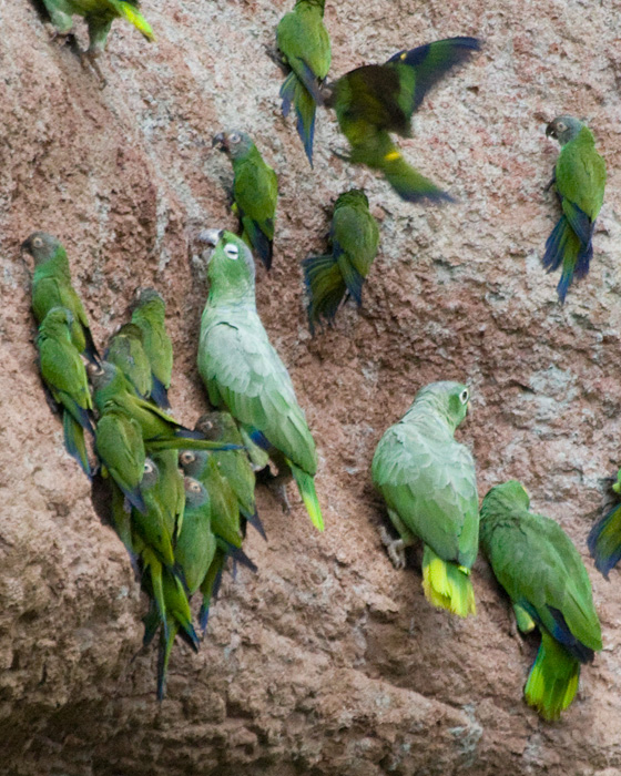 [Parrots at Saladero]