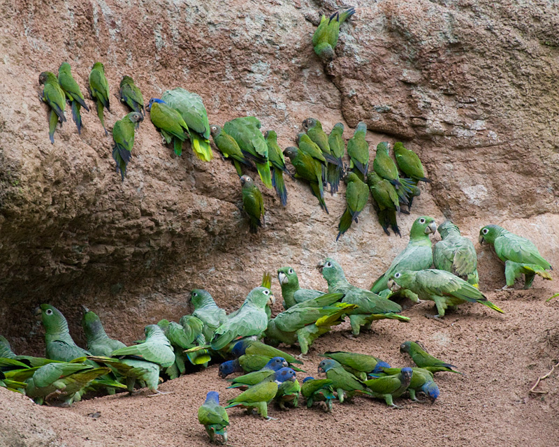 [More Parrots at Saladero]