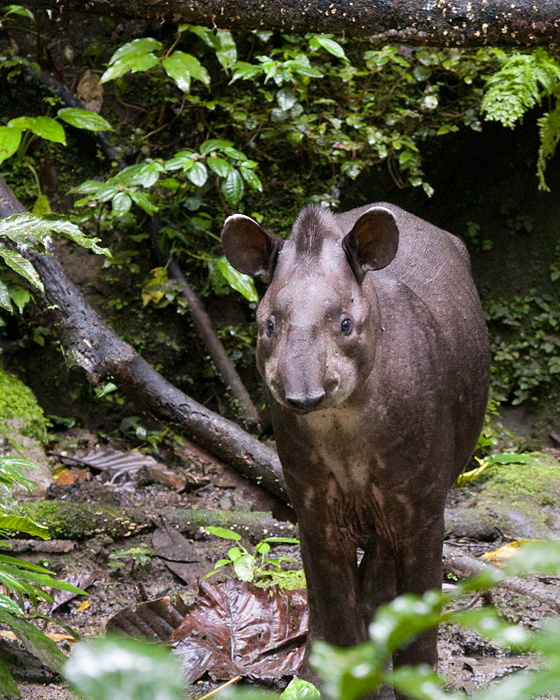 [Brazilian Tapir]
