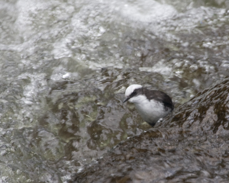 [White-capped Dipper]