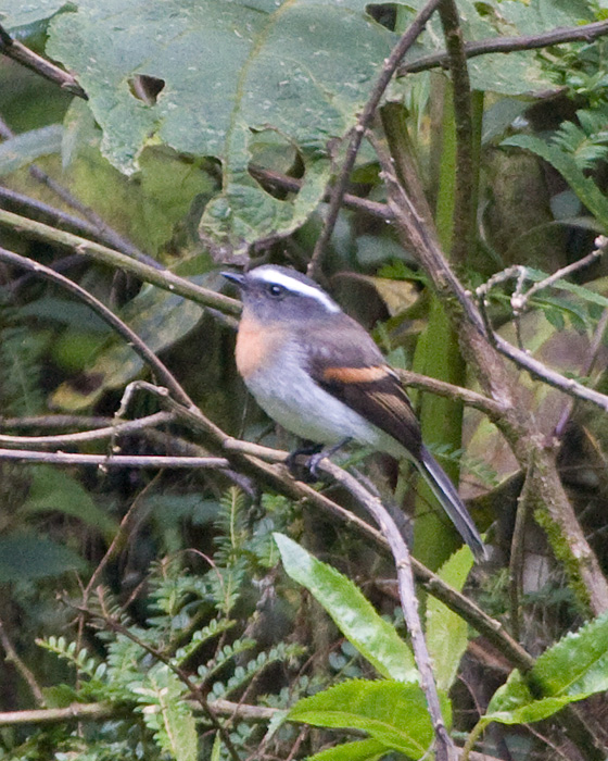 [Rufous-breasted Chat-Tyrant]