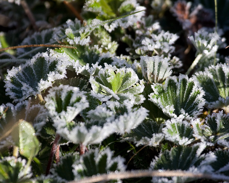 [Morning Frost]