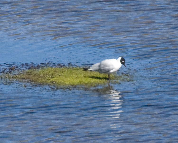 [Andean Gull]