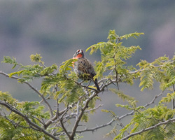 Peruvian Meadowlark