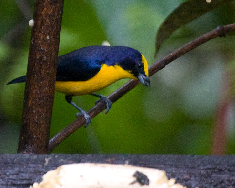 [Thick-billed Euphonia]