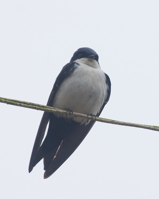 [Blue-and-white Swallow]