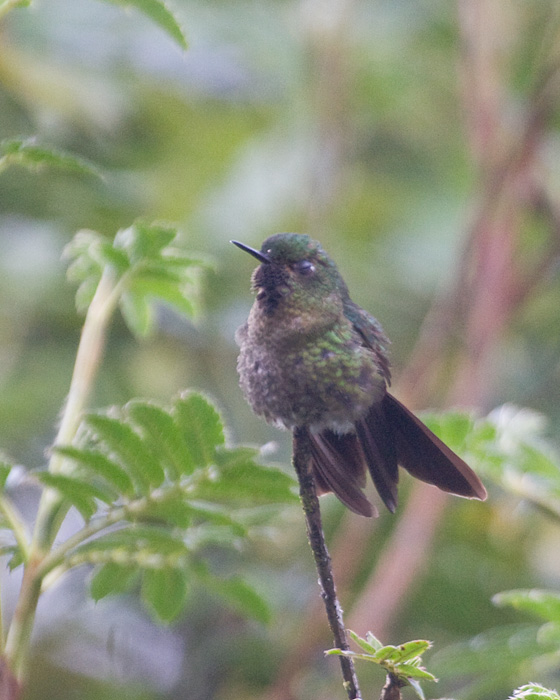 [Tyrian Metaltail]