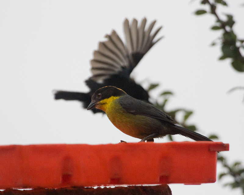 [Yellow-breasted Brush-Finch]