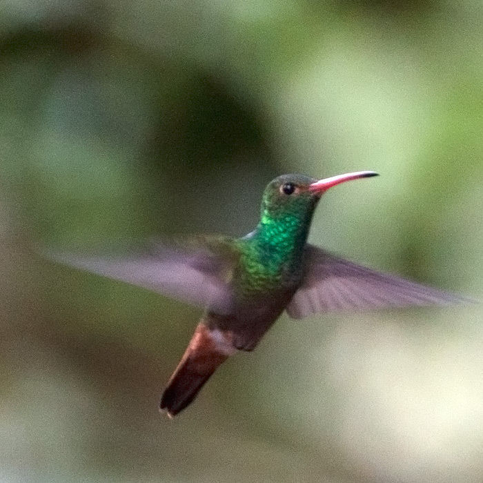 [Rufous-tailed Hummingbird]