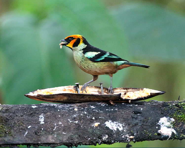 [Flame-faced Tanager]