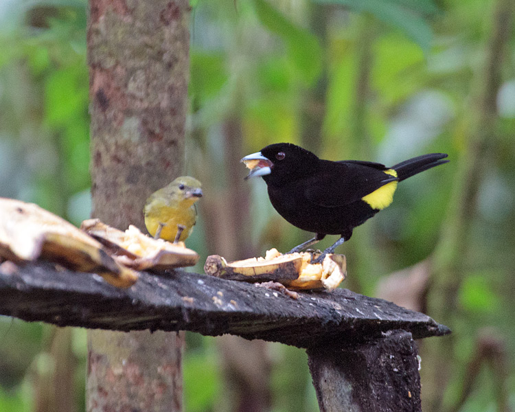 [Flame-rumped Tanager]