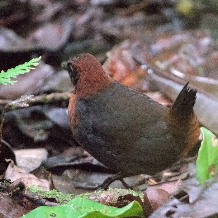 [Rufous-breasted Antthrush]