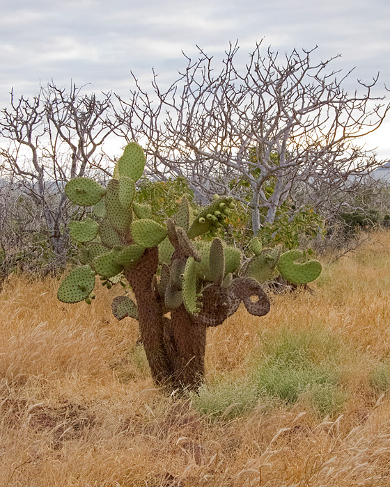 [<i>Opuntia</i> Cactus]