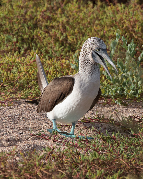 [Blue-footed Booby]