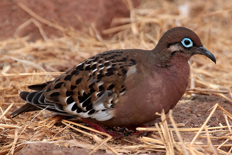 [Galapagos Dove]