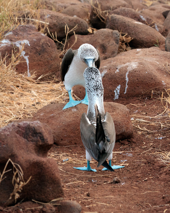 [Blue-footed Boobies]