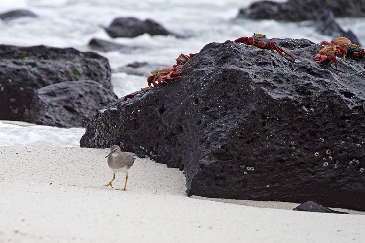 [Wandering Tattler and Crabs]