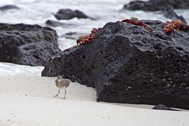 Wandering Tattler and Crabs