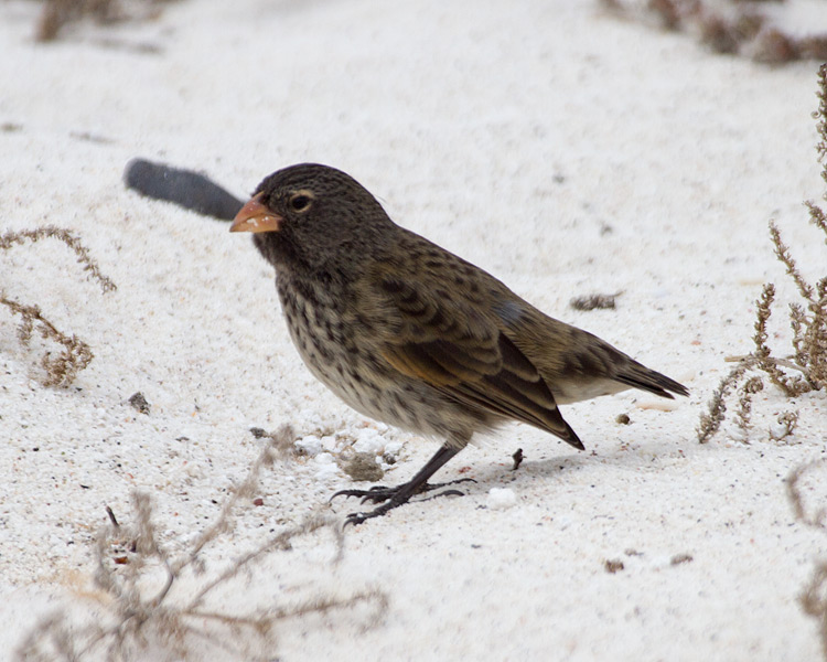 [Small Ground-Finch]