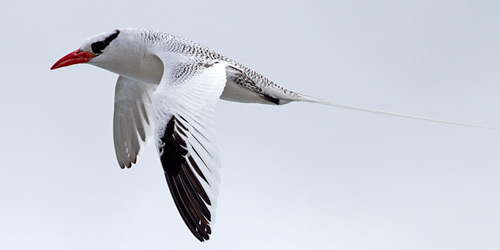 Red-billed Tropicbird