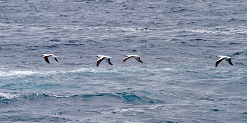 Nazca Boobies