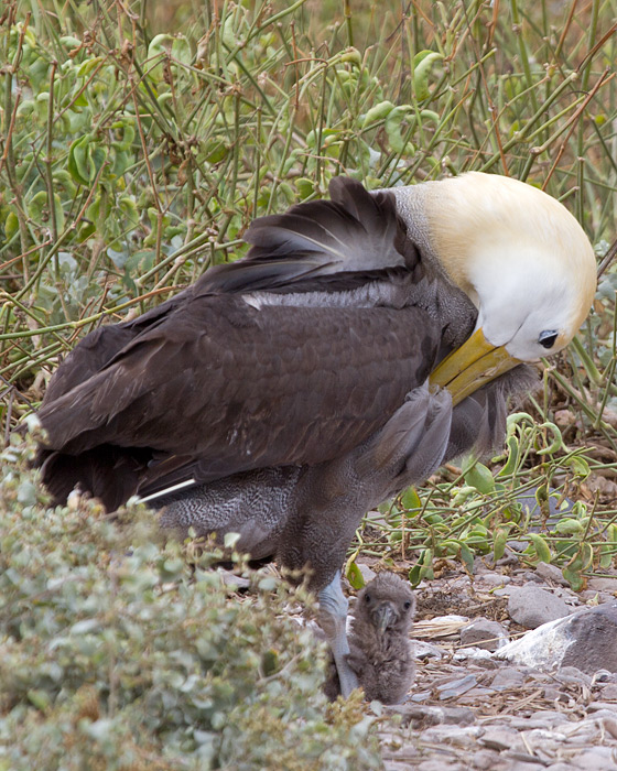 [Waved Albatross with chick]
