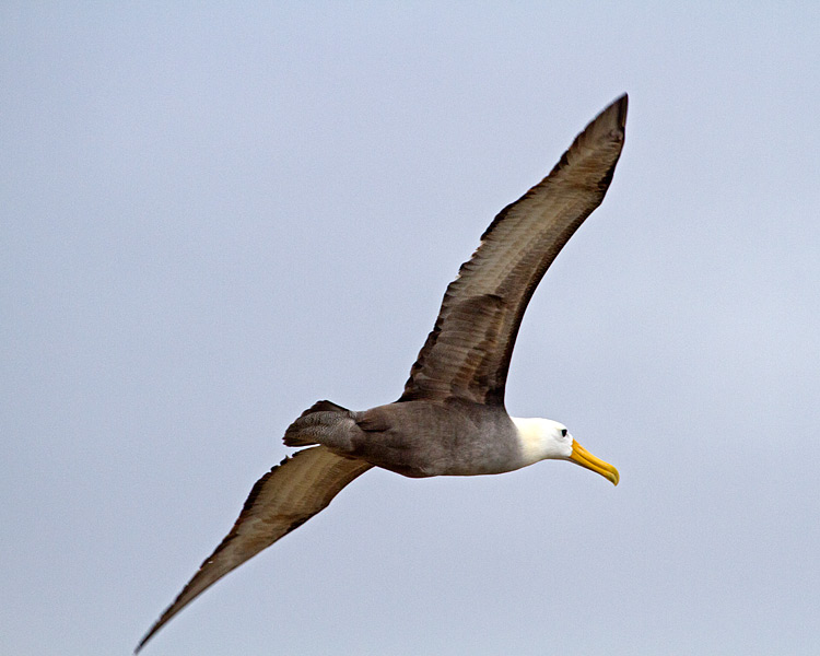 [Waved Albatross]
