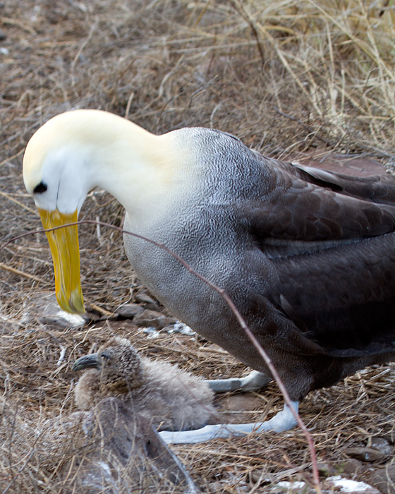 [Waved Albatross with chick]
